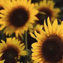 A Comprehensive Approach to Healing